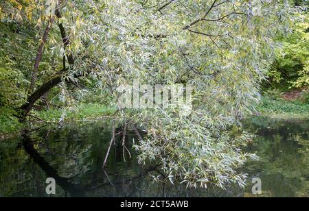Herbst Trauerweide gebogen über den See Stockfoto