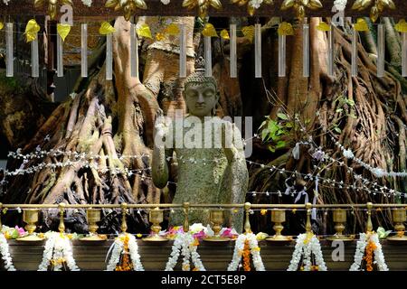 Sri Lanka Colombo - Bodhi Baum oder Bodhi Feigenbaum In Gangaramaya Tempel Stockfoto