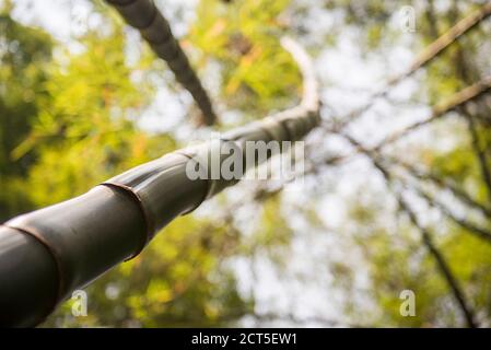 Bamboo Forest, National Kandawgyi Botanical Gardens, Pyin Oo Lwin, Myanmar (Burma) Stockfoto