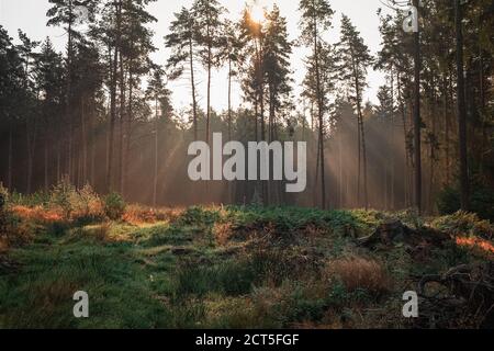 Morgenlicht im Wald Morgenstimmung im Wald Stockfoto