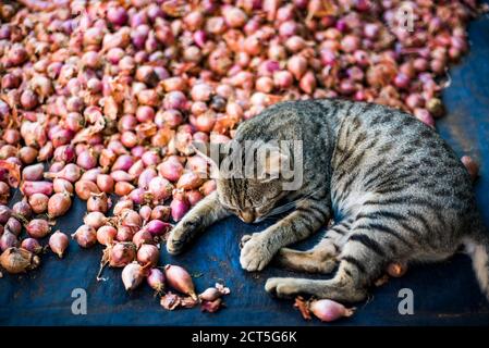 Unhygienische, schlechte Lebensmittelhygiene mit einer Katze, die in einem Zwiebelhaufen in einem Restaurant in Yangon (Rangun), Myanmar (Burma) schläft Stockfoto
