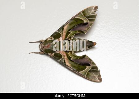 Dorsal von Oleander Hawk Moth, Daphnis nerii, Familie Sphingidae, Satara, Maharashtra, Indien Stockfoto