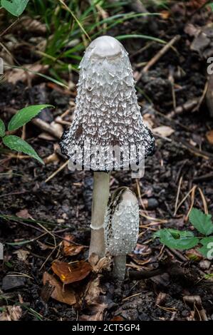 Ein Paar Tintenkappenpilze im Wald Stockfoto