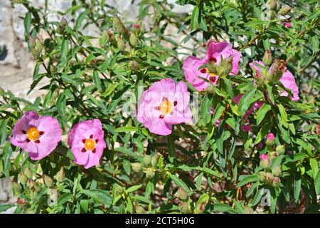 Felsenrose Cistus incanus blüht in der Natur. Stockfoto