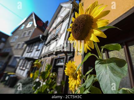 Alsfeld, Deutschland. September 2020. Eine Sonnenblume blüht vor einer Reihe von Häusern. Die Stadt am Vogelsberg ist mit ihren Fachwerkhäusern ein architektonisches Juwel. Kredit: Arne Dedert/dpa/Alamy Live Nachrichten Stockfoto