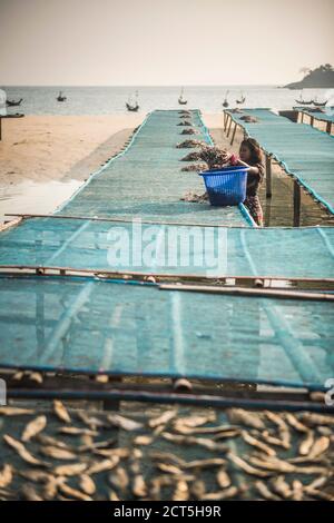 Fische trocknen in der Sonne im Tizit Fishing Village, Dawei Peninsula, Tanintharyi Region, Myanmar (Burma) Stockfoto