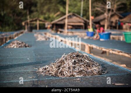 Fische trocknen in der Sonne im Tizit Fishing Village, Dawei Peninsula, Tanintharyi Region, Myanmar (Burma) Stockfoto