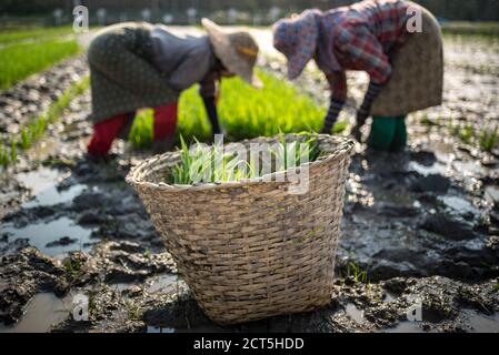 Bauern in Reisfeldern, Inle Lake, Shan State, Myanmar (Burma) Stockfoto