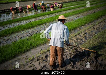 Bauern in Reisfeldern, Inle Lake, Shan State, Myanmar (Burma) Stockfoto