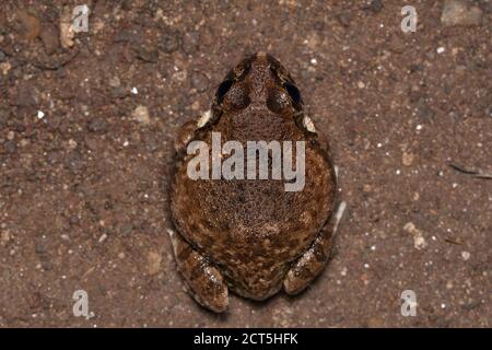 Dorsale Ansicht des indischen Burrowing Frosch, Sphaerotheca dobsonii, Satara, Maharashtra, Indien. Mangalore-Stierfrosch, Dobsons eingrabende Frosch