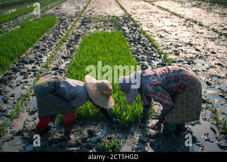 Bauern in Reisfeldern, Inle Lake, Shan State, Myanmar (Burma) Stockfoto