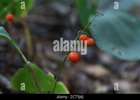 Rote Beeren von Lilien des Tales im Herbst Wald Stockfoto