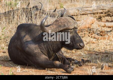 Old Cape Buffalo (Syncerus Caffer) liegt entspannt im Krüger National Park, Südafrika mit Bokeh Hintergrund Stockfoto
