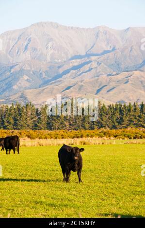 Kuh auf einem Milchviehbetrieb in einem ländlichen Feld auf dem Land zwischen Queenstown und Milford Sound in Fiordland, Südinsel, Neuseeland Stockfoto