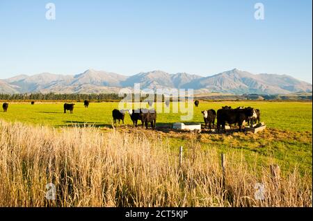Kühe auf einem Feld auf dem Land mit Bergen auf einem Milchviehbetrieb, einer der größten Beiträge zu Treibhausgasen und globaler Erwärmung über Methan Stockfoto