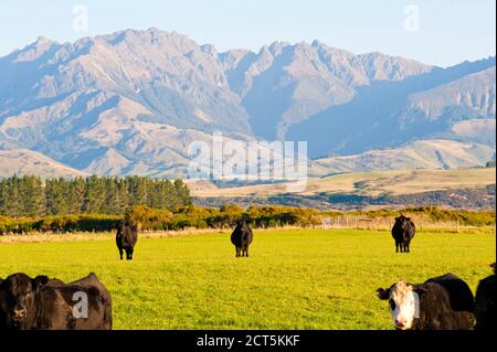 Kühe auf einem Feld auf dem Land mit Bergen auf einem Milchviehbetrieb, einer der größten Beiträge zu Treibhausgasen und globaler Erwärmung über Methan Stockfoto