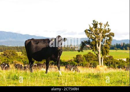 Neuseeländische Kühe in einem ländlichen Feld auf dem Land auf einem Milchviehbetrieb, einer der größten Beiträge zu Treibhausgasen und globaler Erwärmung über Methan Stockfoto