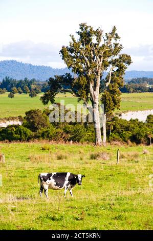 Neuseeländische Kühe in einem ländlichen Feld auf dem Land auf einem Milchviehbetrieb, einer der größten Beiträge zu Treibhausgasen und globaler Erwärmung über Methan Stockfoto