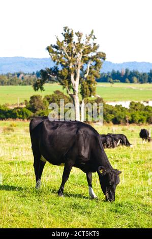 Neuseeländische Kühe in einem ländlichen Feld auf dem Land auf einem Milchviehbetrieb, einer der größten Beiträge zu Treibhausgasen und globaler Erwärmung über Methan Stockfoto