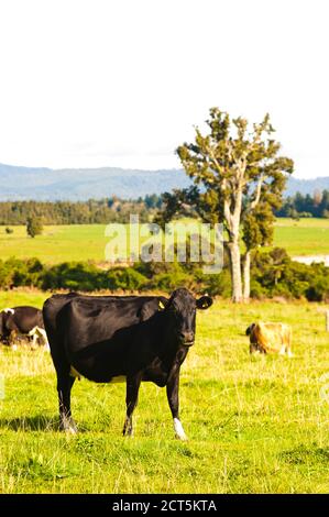 Neuseeländische Kühe in einem ländlichen Feld auf dem Land auf einem Milchviehbetrieb, einer der größten Beiträge zu Treibhausgasen und globaler Erwärmung über Methan Stockfoto