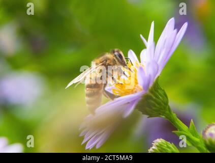 Detail der Biene oder Honigbiene in Latein APIs Mellifera, europäische oder westliche Honigbiene auf der violetten oder blauen Blume sitzend Stockfoto