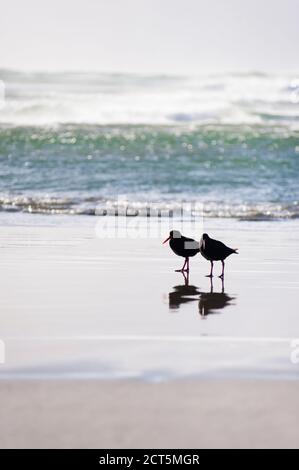 Zwei Austernfischer am Strand von Whararariki, Golden Bay, Südinsel, Neuseeland Stockfoto