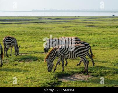 Gruppe von Zebras Equus quagga sind grazin auf dem riesigen Grasbewachsene Ebenen des Ngorongoro-Kraterschutzgebiets in Tansania Stockfoto