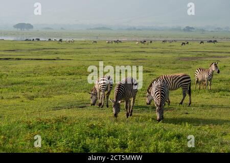 Gruppe von Zebras Equus quagga sind grazin auf dem riesigen Grasbewachsene Ebenen des Ngorongoro-Kraterschutzgebiets in Tansania Stockfoto