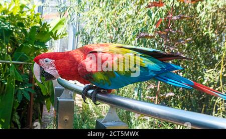 Schönes Exemplar Papagei ara chloropterus in Voliere. Hochwertige Fotos Stockfoto