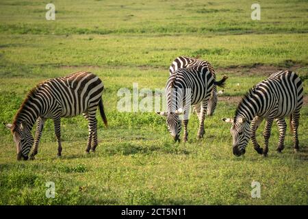 Gruppe von Zebras Equus quagga sind grazin auf dem riesigen Grasbewachsene Ebenen des Ngorongoro-Kraterschutzgebiets in Tansania Stockfoto