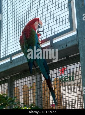 Schönes Exemplar Papagei ara chloropterus in Voliere. Hochwertige Fotos Stockfoto