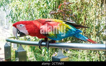 Schönes Exemplar Papagei ara chloropterus in Voliere. Hochwertige Fotos Stockfoto