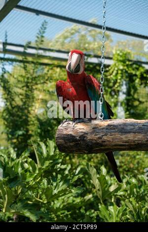 Schönes Exemplar Papagei ara chloropterus in Voliere. Hochwertige Fotos Stockfoto