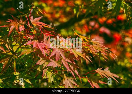 Nahaufnahme von bunten Herbstblättern auf einem acer Bonsai Baum Stockfoto