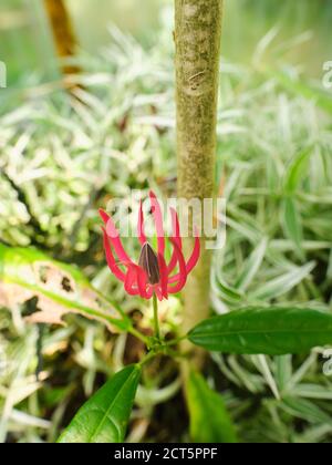 Pavonia multiflora oder die brasilianischen Kerzen. Glänzendes Laub mit lanzenförmigen Blättern. Rote oder dunkelrosa Blüten, die kegelförmige Knospen umgeben. Stockfoto