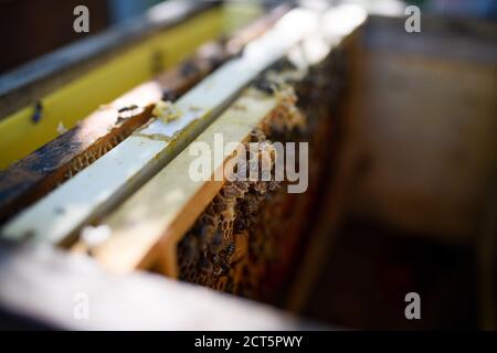 Draufsicht auf Bienen auf Wabenrahmen im Bienenstock. Stockfoto