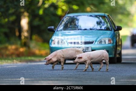 New Forest, Hampshire, Großbritannien. Im Herbst werden Schweine freigesetzt, um frei durch den Neuen Wald zu wandern. Die jährliche Pannage erlaubt den Schweinen, sich von Eicheln zu ernähren, die für die New Forest Ponys schädlich sind. Ferkel überqueren die Straße, um den Verkehr zu stoppen. Credit Stuart Martin/Alamy Live News Stockfoto