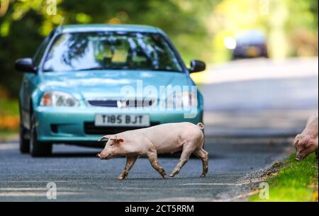 New Forest, Hampshire, Großbritannien. Im Herbst werden Schweine freigesetzt, um frei durch den Neuen Wald zu wandern. Die jährliche Pannage erlaubt den Schweinen, sich von Eicheln zu ernähren, die für die New Forest Ponys schädlich sind. Ferkel überqueren die Straße, um den Verkehr zu stoppen. Credit Stuart Martin/Alamy Live News Stockfoto