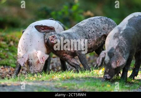 New Forest, Hampshire, Großbritannien. Im Herbst werden Schweine freigesetzt, um frei durch den Neuen Wald zu wandern. Die jährliche Pannage erlaubt den Schweinen, sich von Eicheln zu ernähren, die für die New Forest Ponys schädlich sind. Ferkel schütteln den Schlamm nach dem Abkühlen in einem Schlammbad ab. Credit Stuart Martin/Alamy Live News Stockfoto