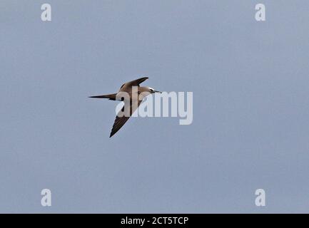 Brown Noddy (Anus stolidus pileatus) Erwachsener im Flug Christmas Island, Australien Juli Stockfoto