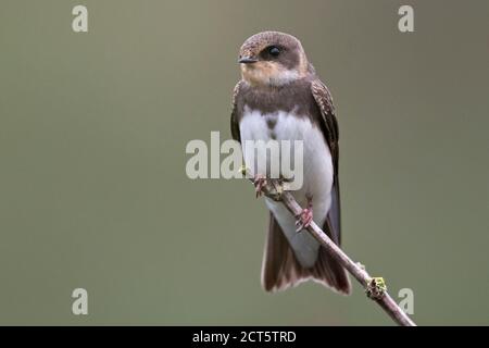 Uferschwalbe (Riparia Rioaria) Stockfoto