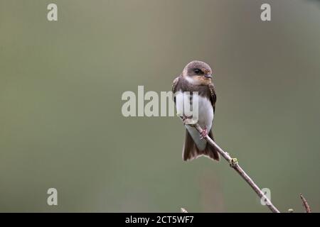 Uferschwalbe (Riparia Rioaria) Stockfoto