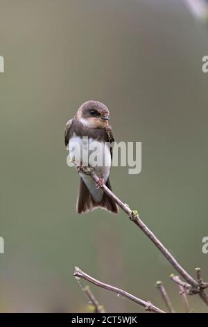 Uferschwalbe (Riparia Rioaria) Stockfoto