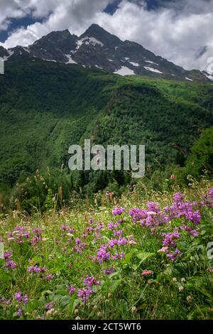 Feld mit blühenden Pflanzen, Kräutern und Blumen auf Dombai im Sommer gegen die Berge mit schneebedeckten Gipfeln. Nordkaukasus, Russland. Stockfoto