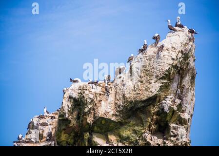 Peruanische Booby Kolonie (Sula Variegata), Ballestas Inseln (Islas Ballestas), Paracas National Reserve, Peru, Südamerika Stockfoto