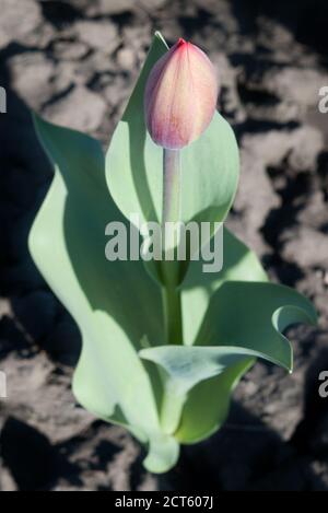 Nahaufnahme der ungeöffneten Knospe der roten Tulpenblüte, die mit wächst Selektiver Fokus Stockfoto