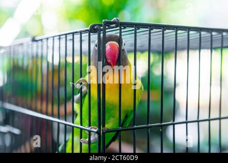 Der Lovebird im Käfig Stockfoto