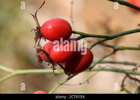 Hagebuttenbeeren wachsen wild auf einem Baum im Spätsommer Stockfoto