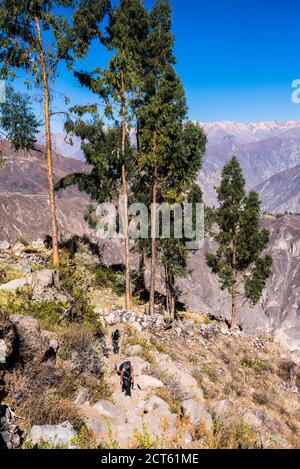 Colca Canyon, Peru, Südamerika Stockfoto