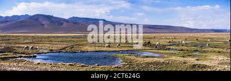 Lamas und Alpakas in Pampa Canahuas, Colca Canyon, Peru, Südamerika Stockfoto